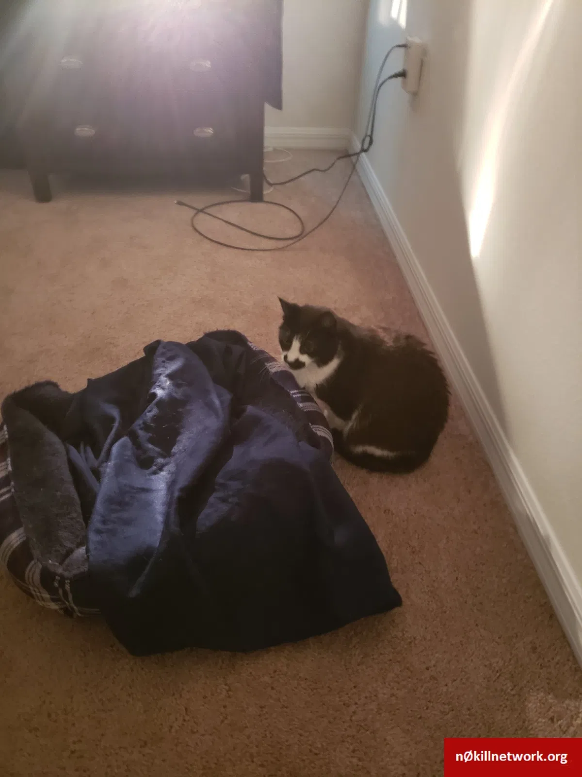 Lost cat in New Smyrna Beach, FL, 32168