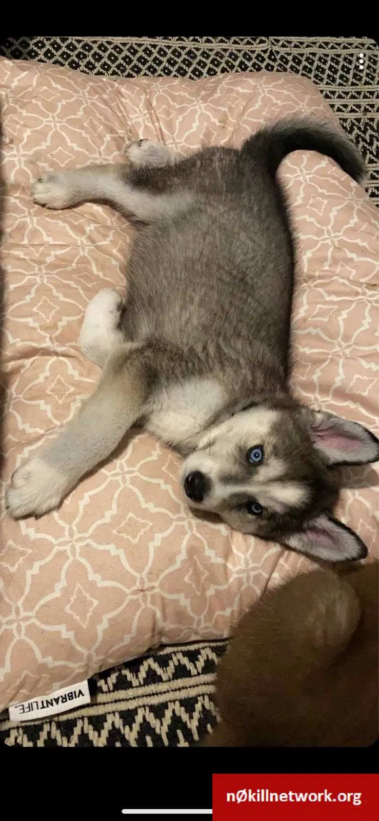 Lost dog in Spanaway, WA, 98387