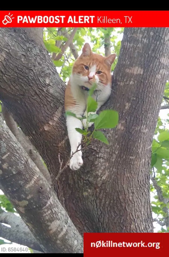 Lost cat in Killeen, TX, 76549