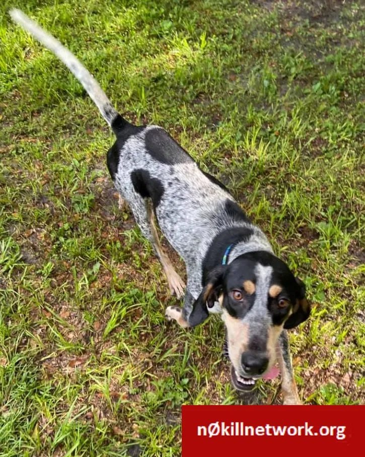 Lost dog in Alachua, FL, 32615