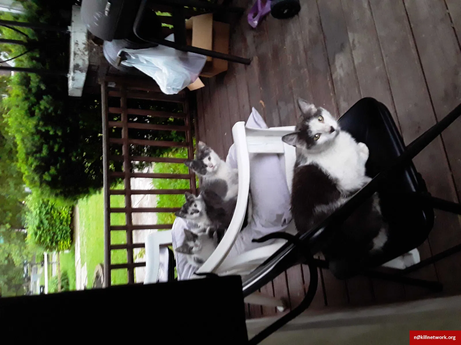 Lost cat in Detroit, MI, 48219
