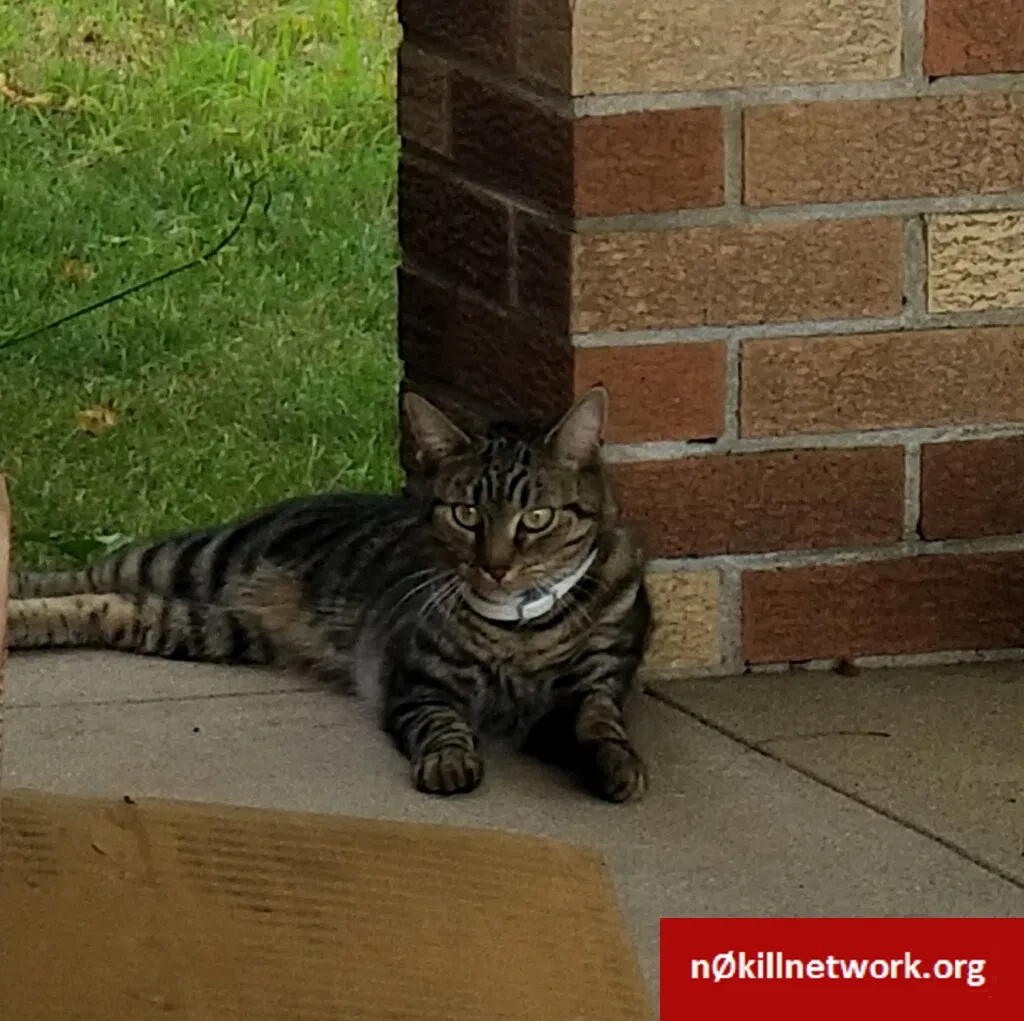 Lost cat in Brooklyn, NY, 11235