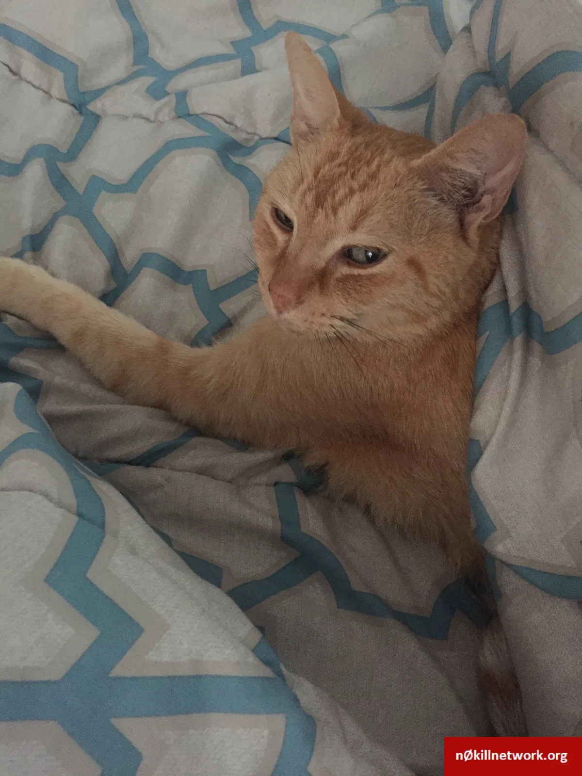 Lost cat in Port Saint Lucie, FL, 34952
