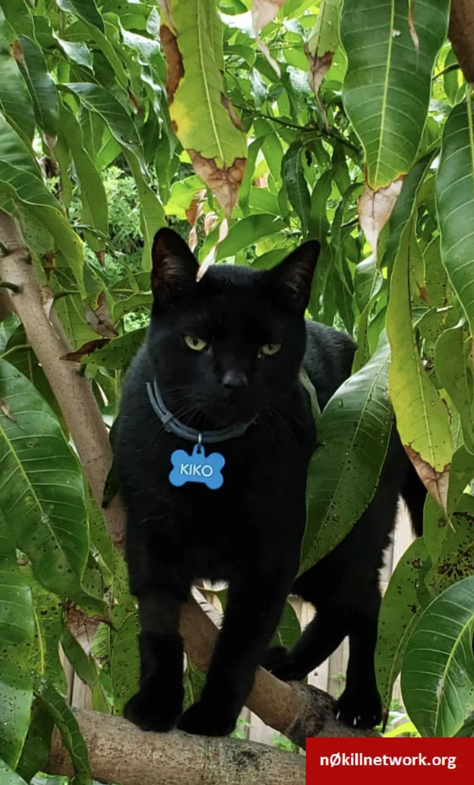 Lost cat in Hollywood, FL, 33023