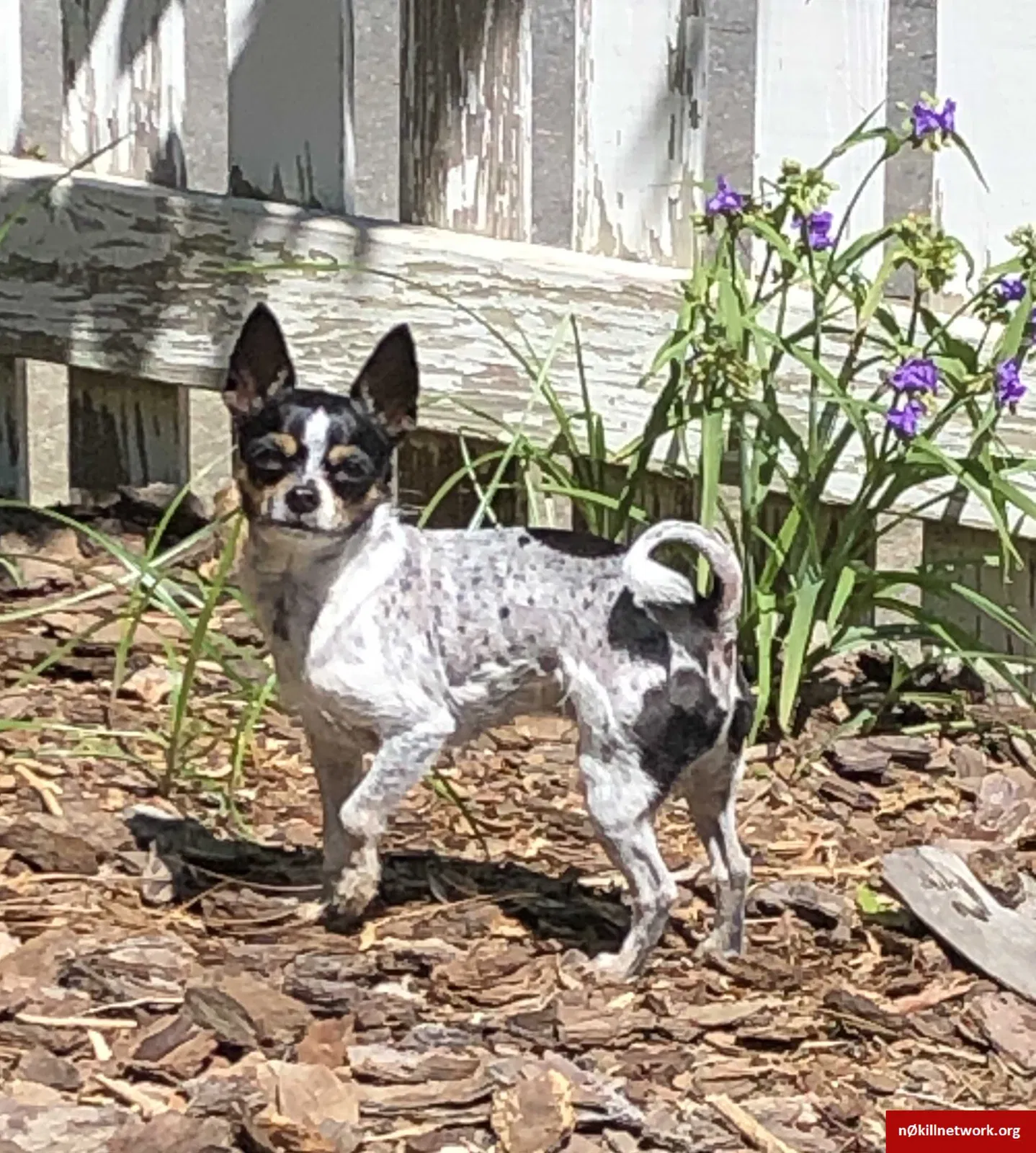 Lost dog in Winston Salem, NC, 27101