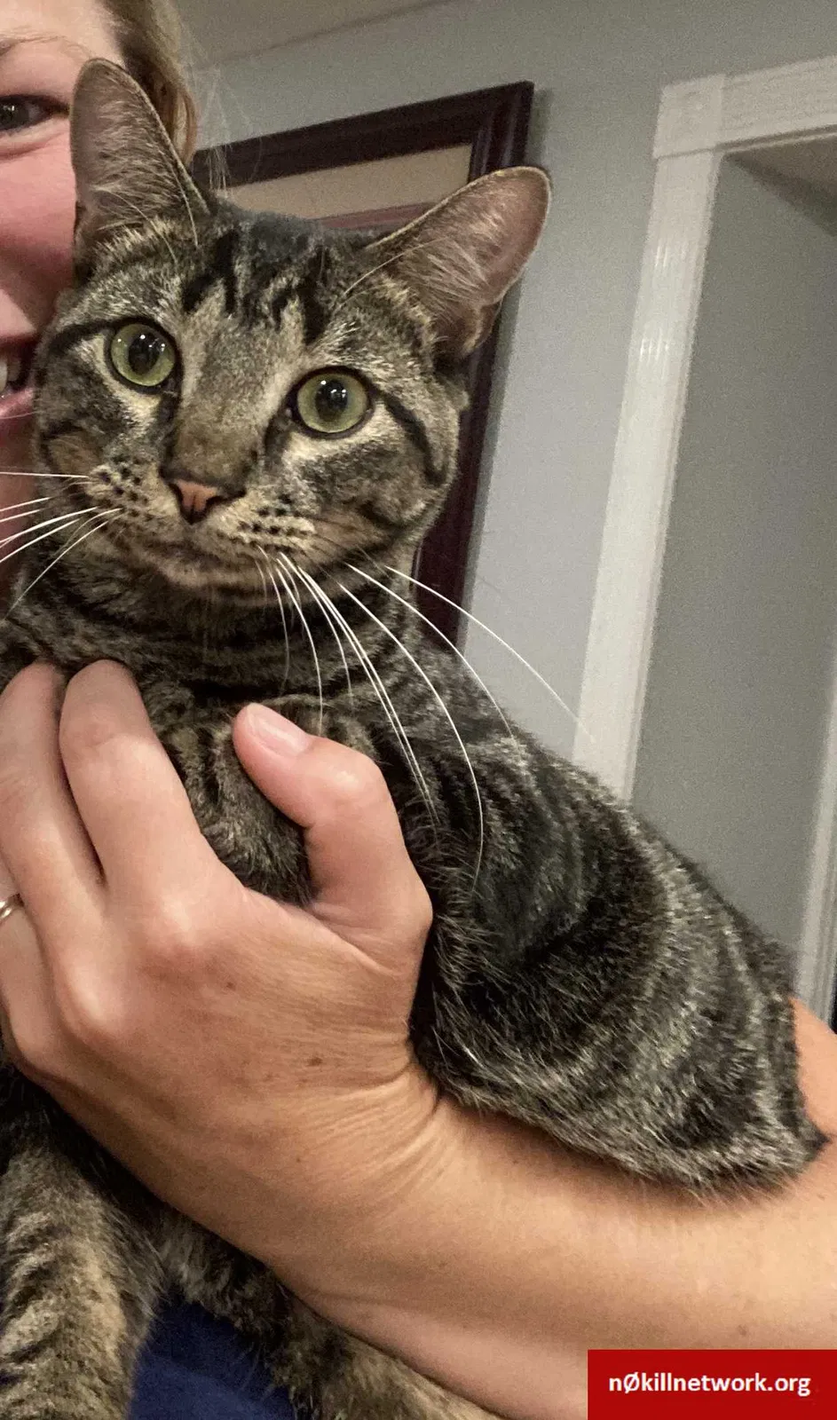 Lost cat in San Diego, CA, 92131