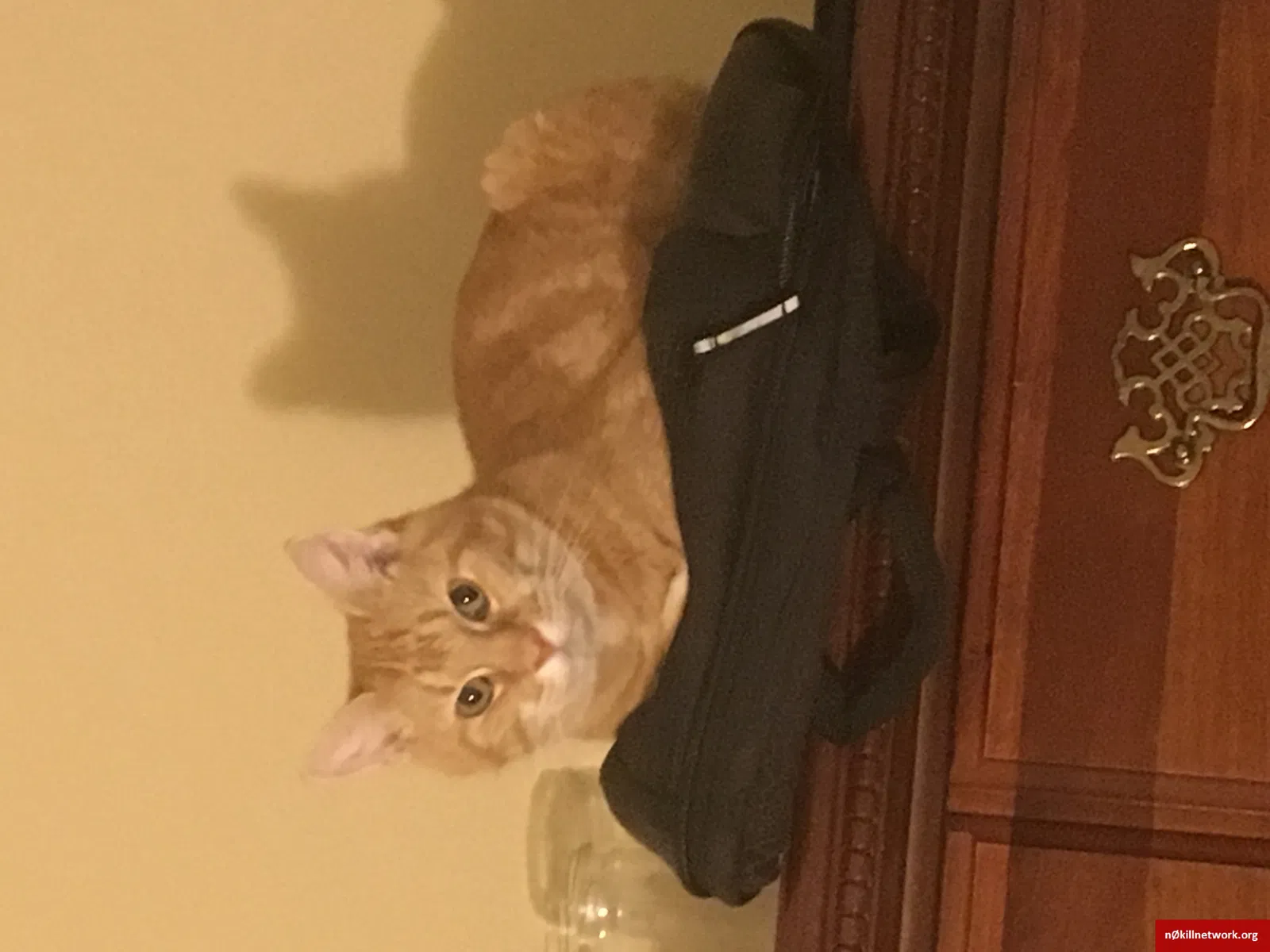 Lost cat in Fort Walton Beach, FL, 32548