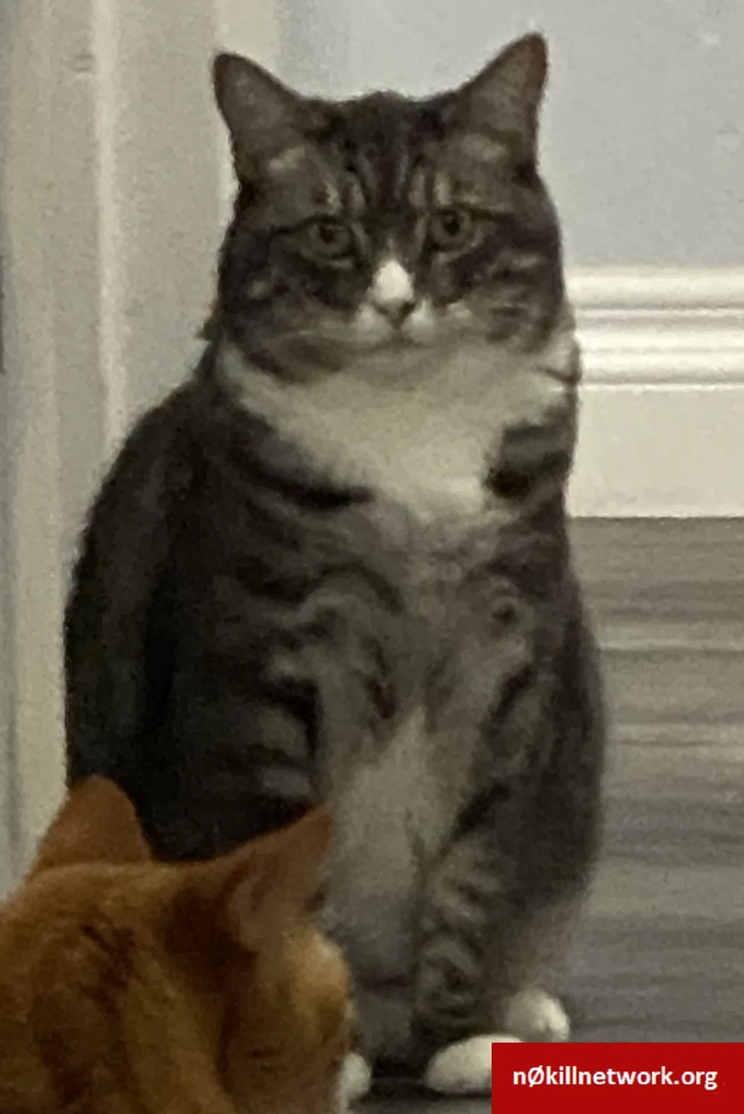 Lost cat in Henderson, NV, 89014