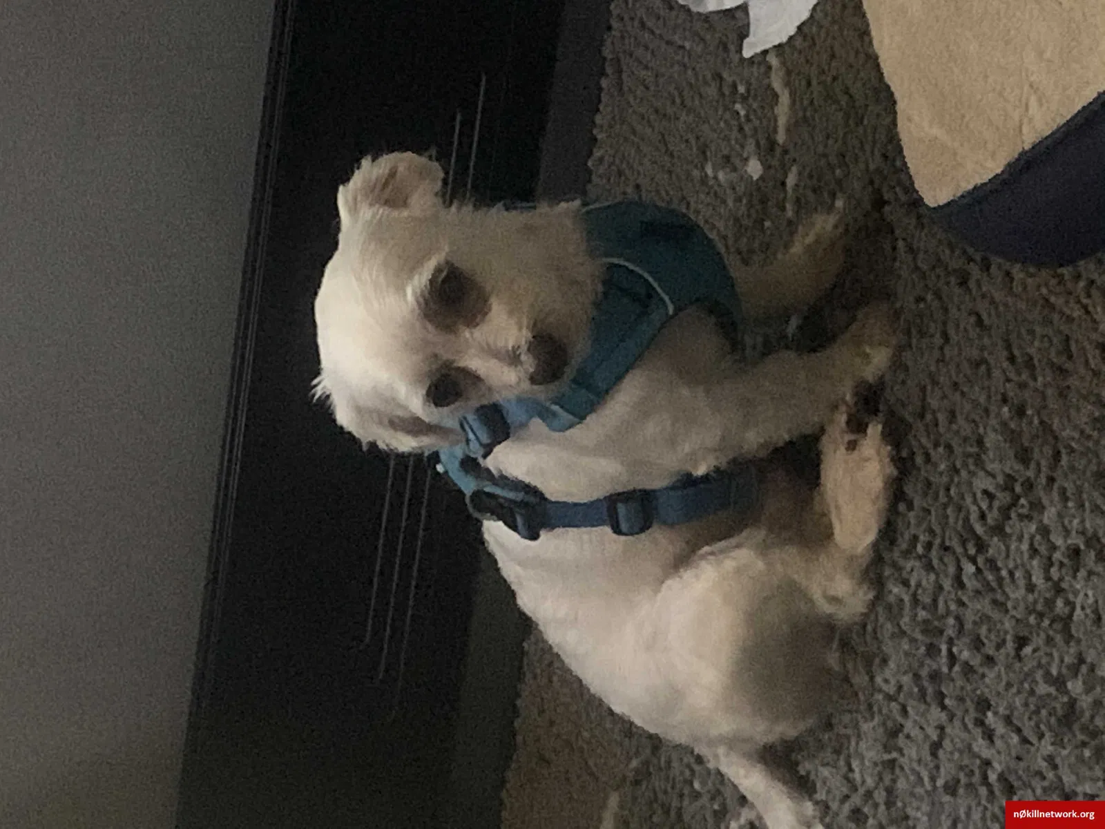 Found dog in Wagram, NC, 28396