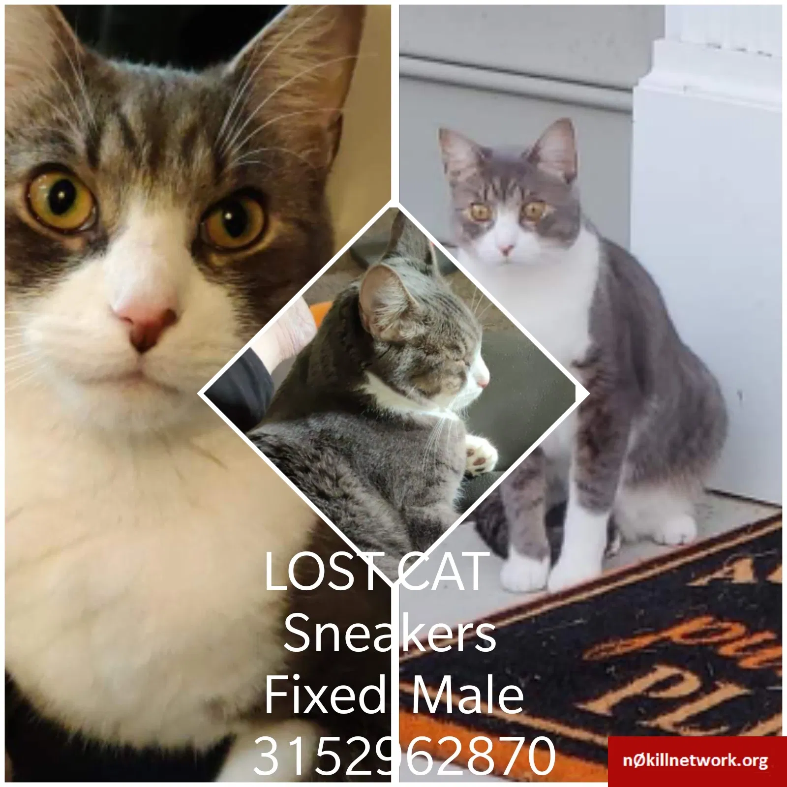 Lost cat in Falling Waters, WV, 25419