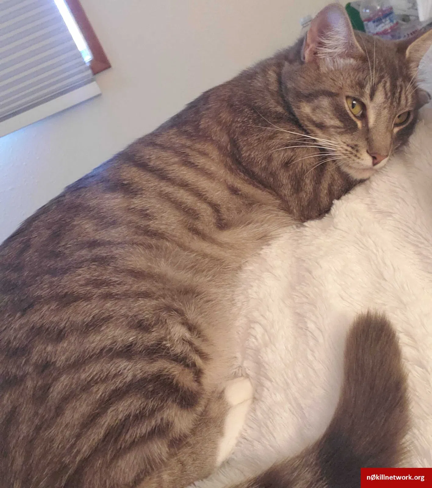 Lost cat in Eugene, OR, 97408