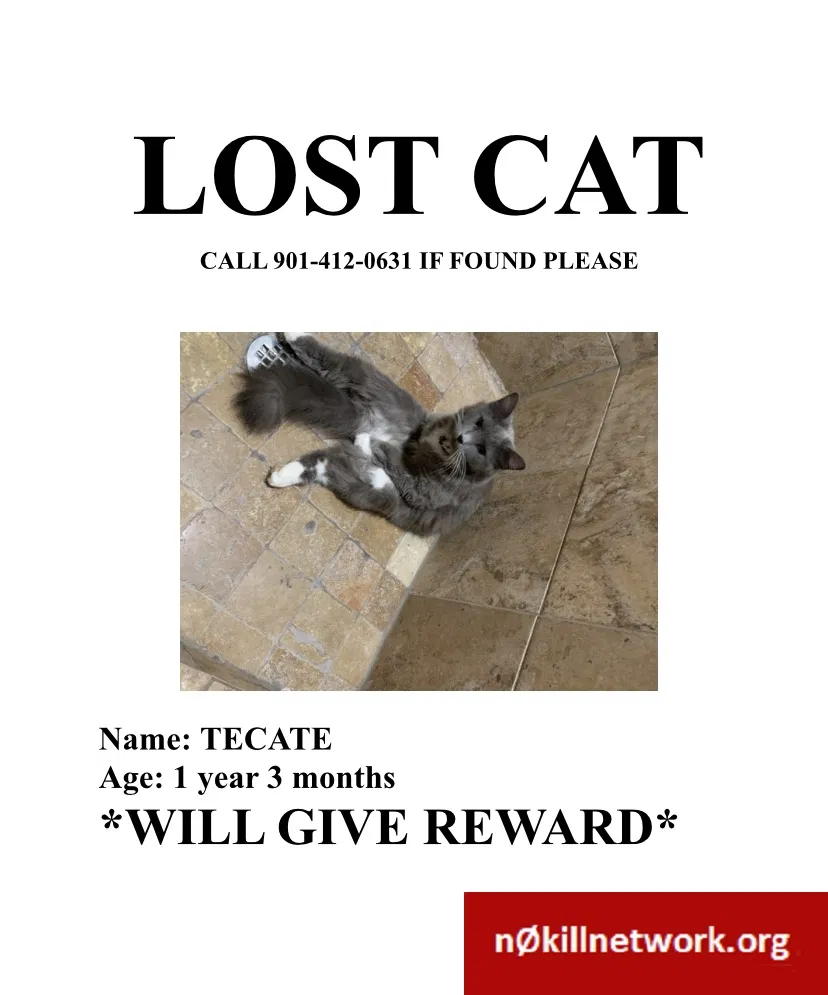 Lost cat in Memphis, TN, 38111