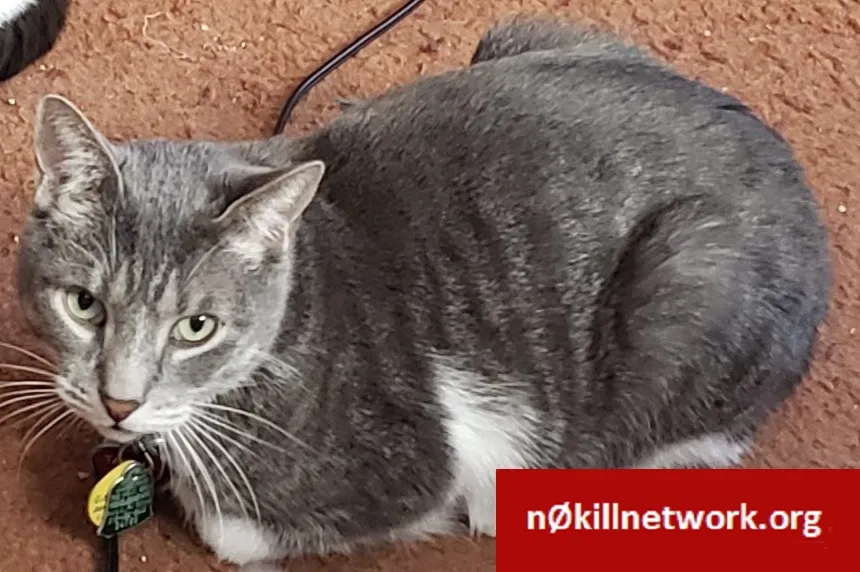 Lost cat in Philadelphia, PA, 19124