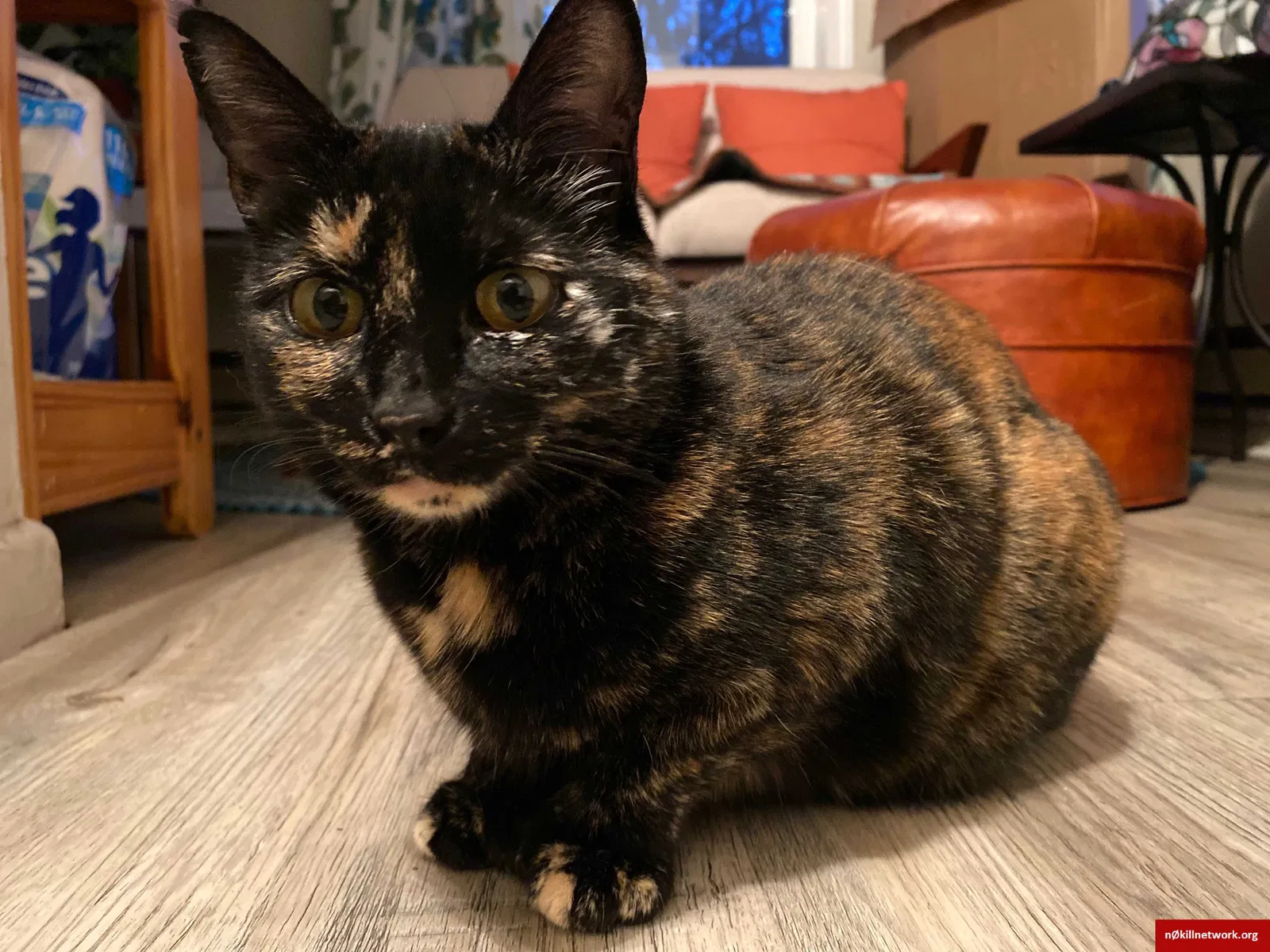Lost cat in Seattle, WA, 98107