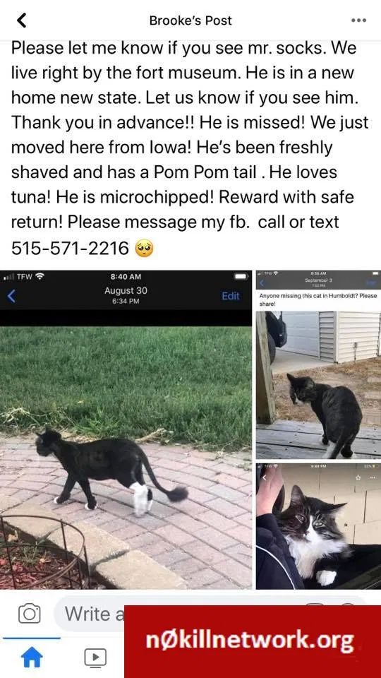 Lost cat in Harrodsburg, KY, 40330