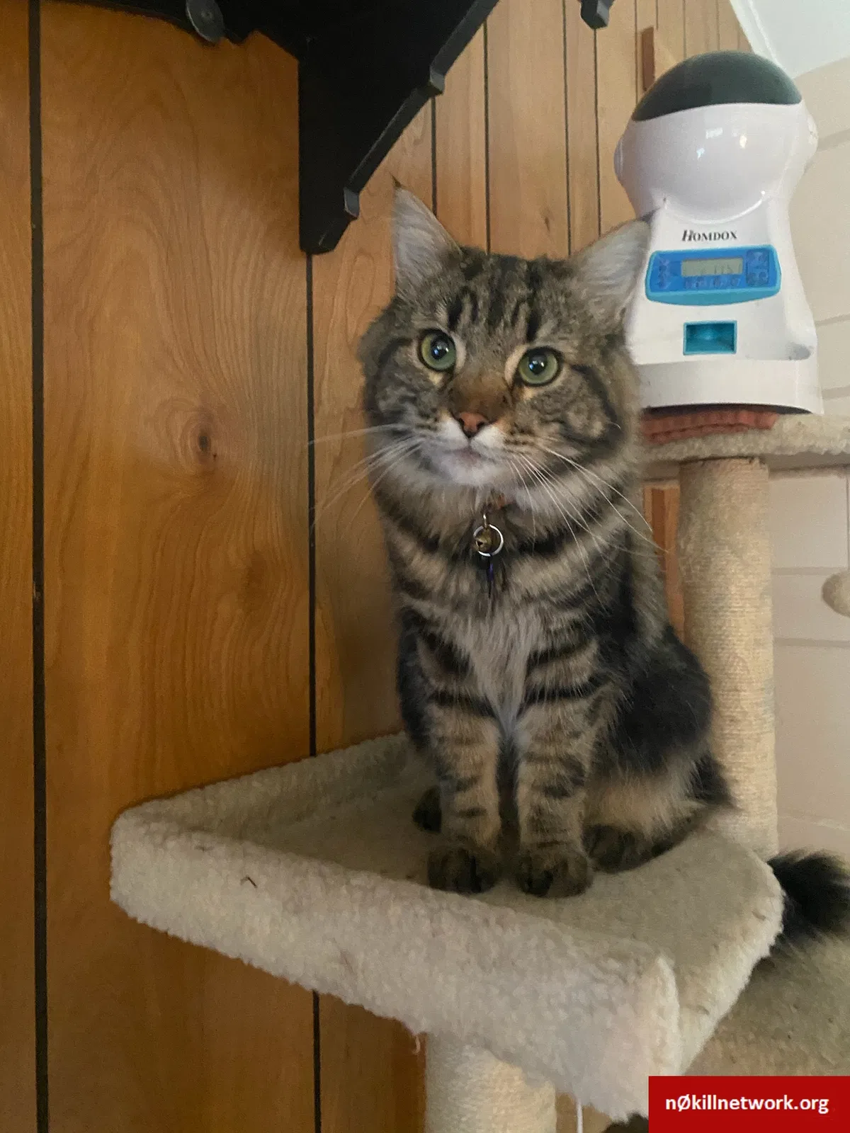 Lost cat in Unknown, OR, 97703