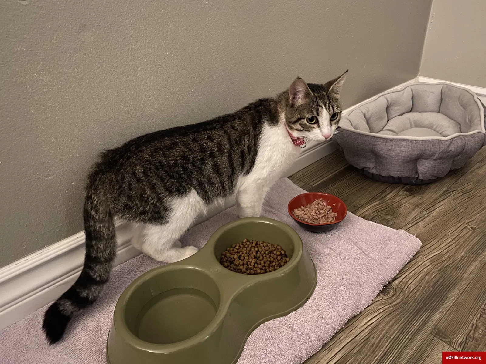 Lost cat in San Diego, CA, 92114