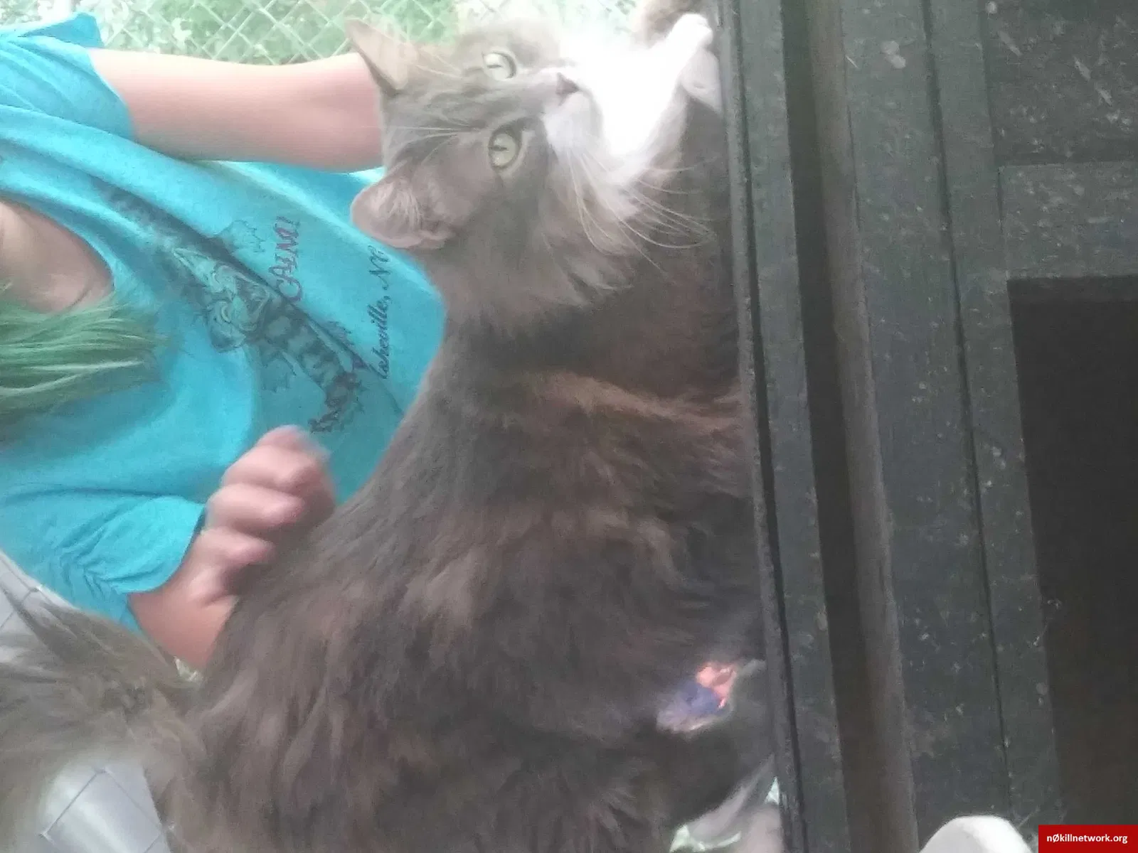 Lost cat in Gastonia, NC, 28056