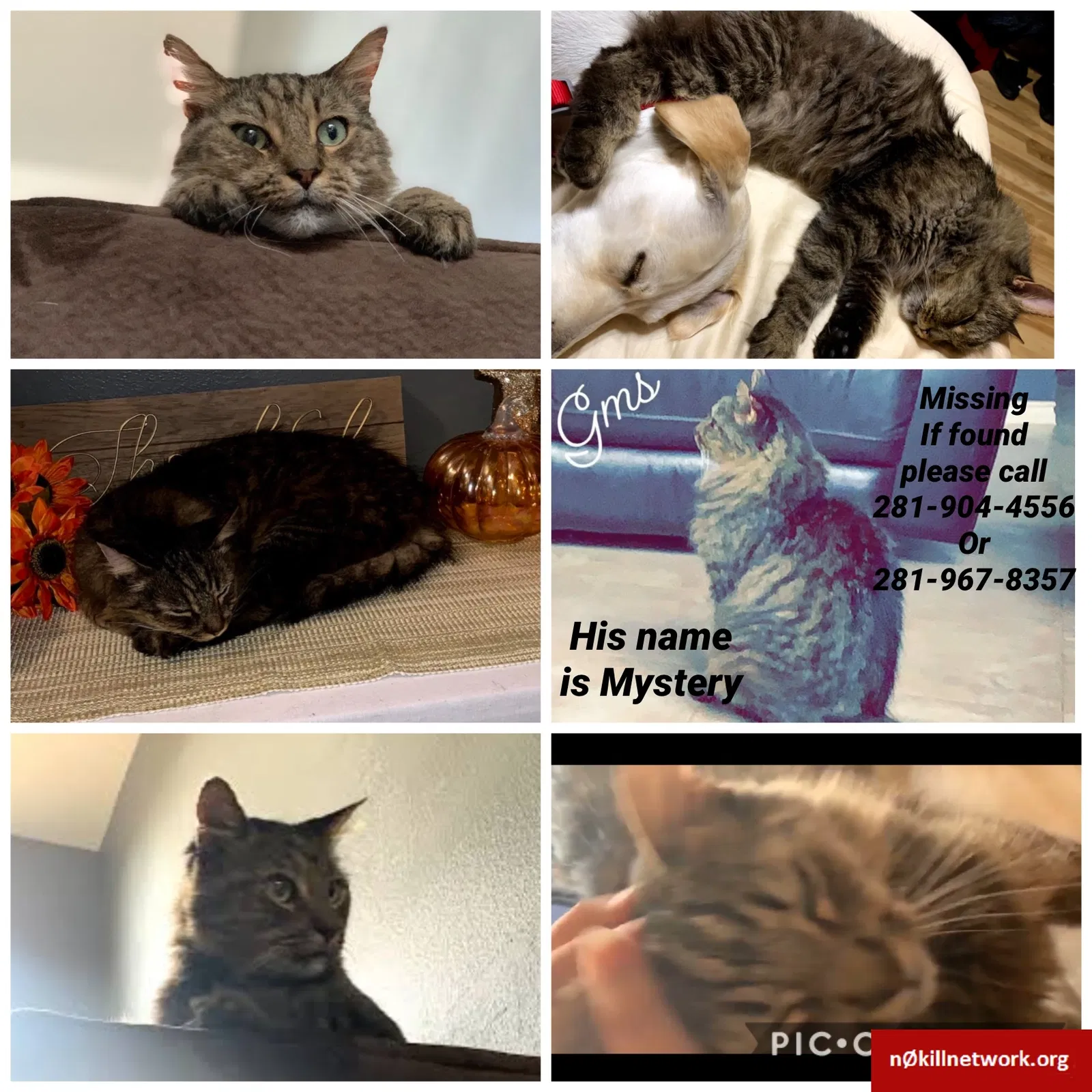 Lost cat in Katy, TX, 77494