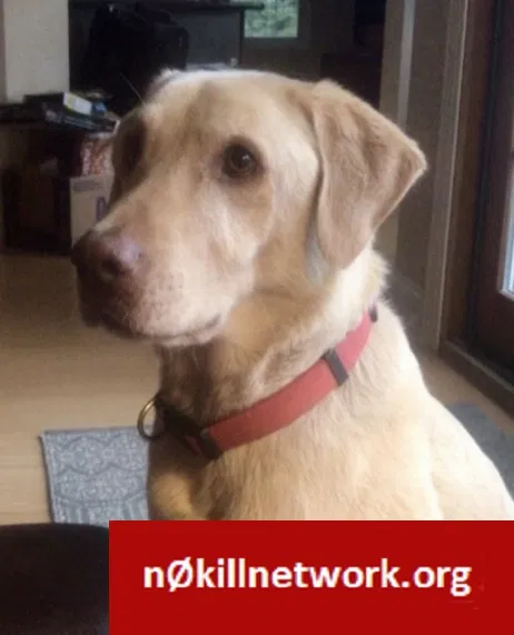 Lost dog in Horse Shoe, NC, 28742
