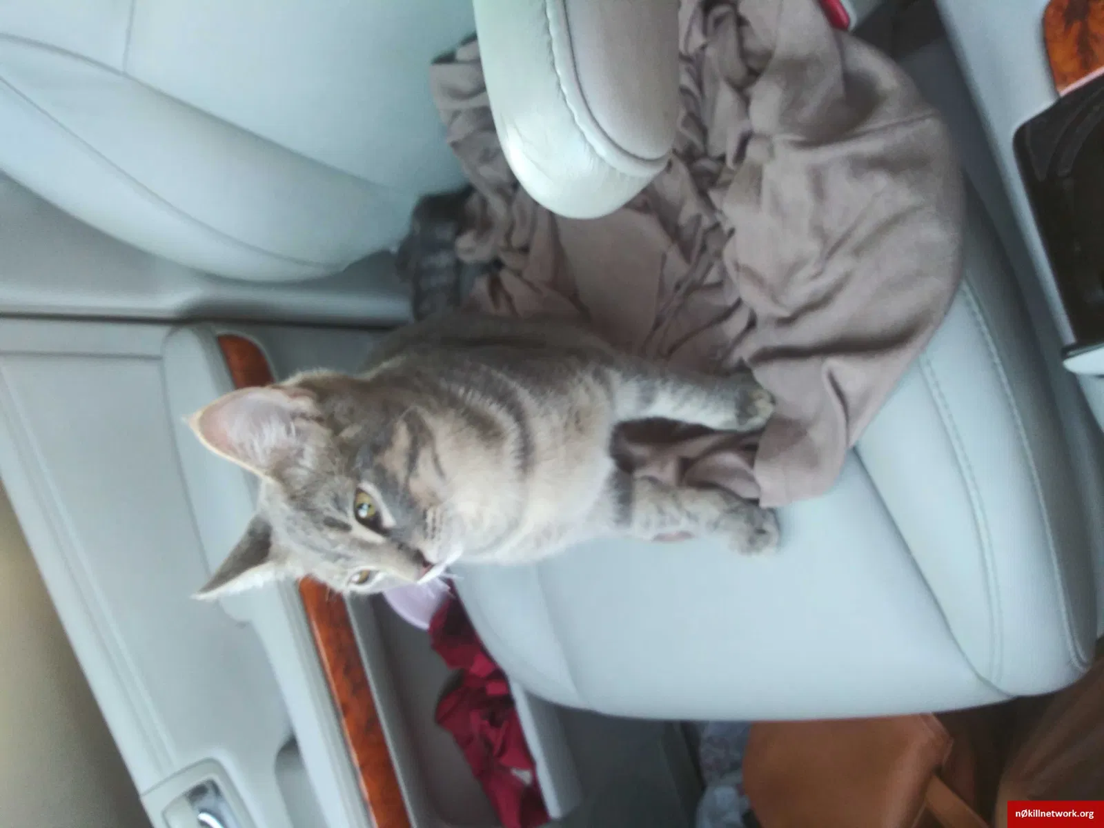 Found cat in Louisville, KY, 40214