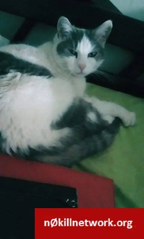 Lost cat in Long Island City, NY, 11101