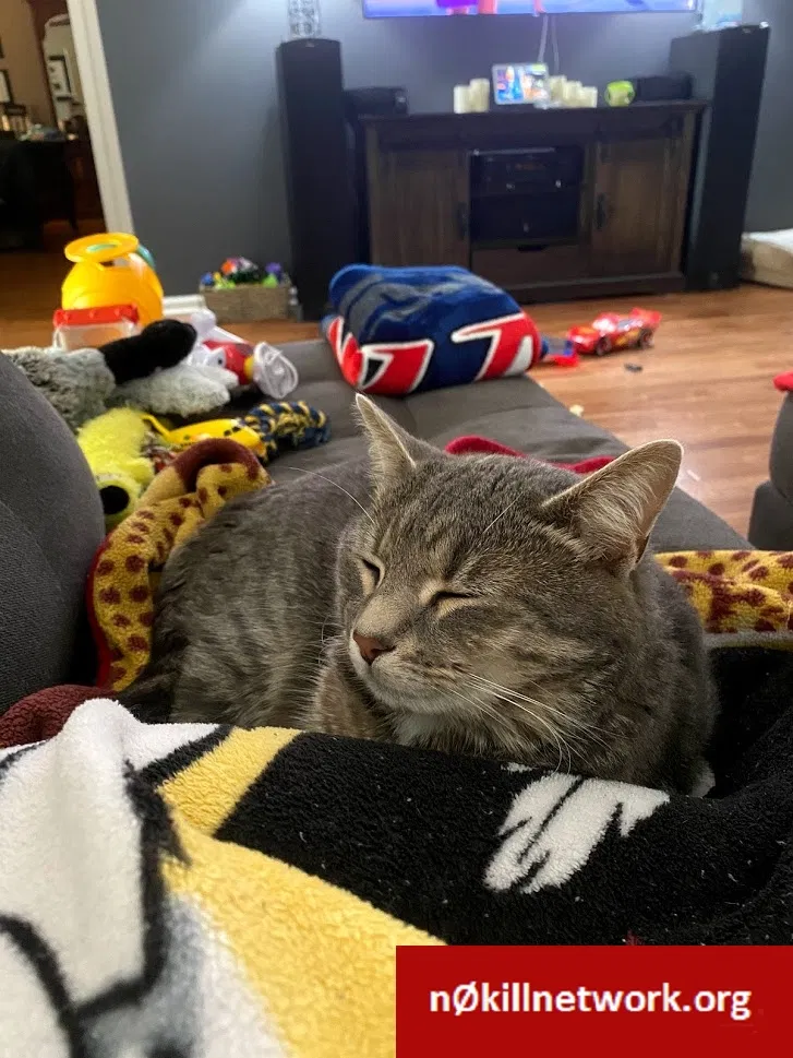Lost cat in Lenoir, NC, 28645