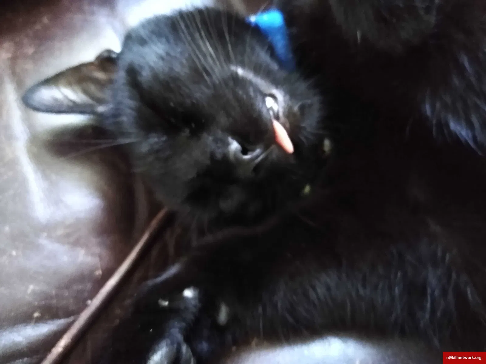 Lost cat in Mills River, NC, 28759