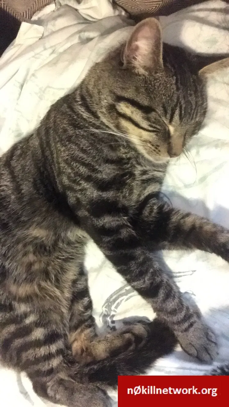 Lost cat in Aurora, IL, 60505