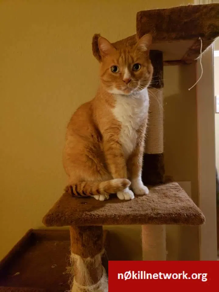 Lost cat in Lonoke, AR, 72086