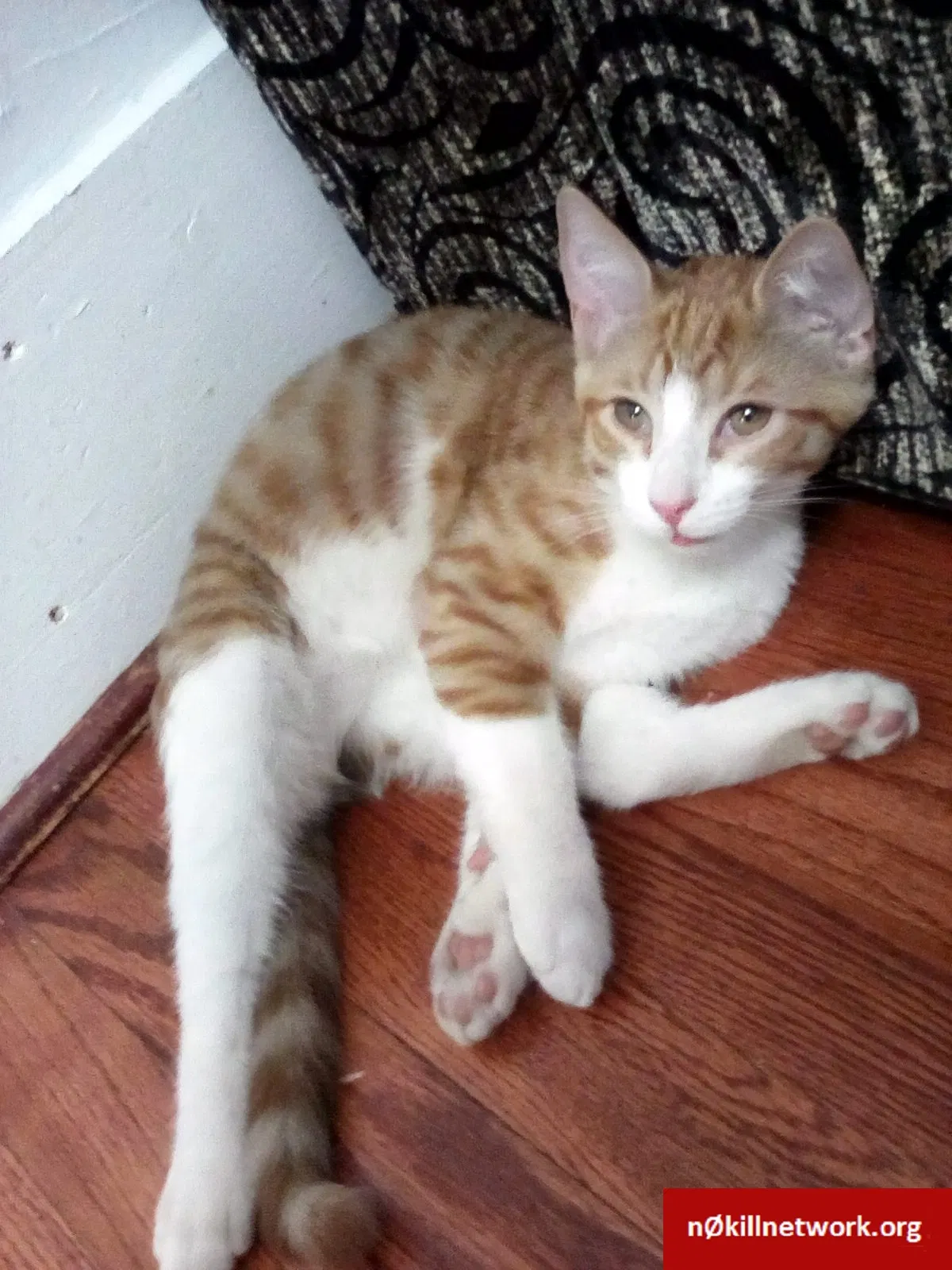 Lost cat in Dearborn, MI, 48120