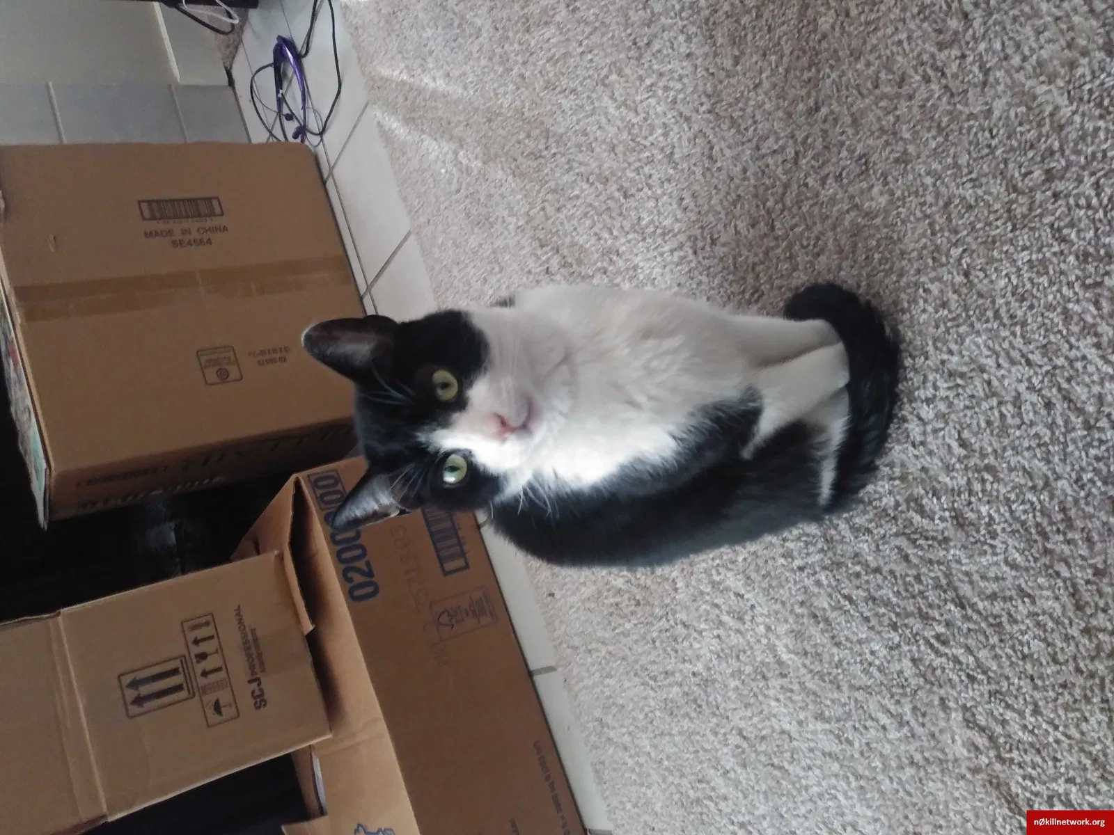 Lost cat in Spanaway, WA, 98387