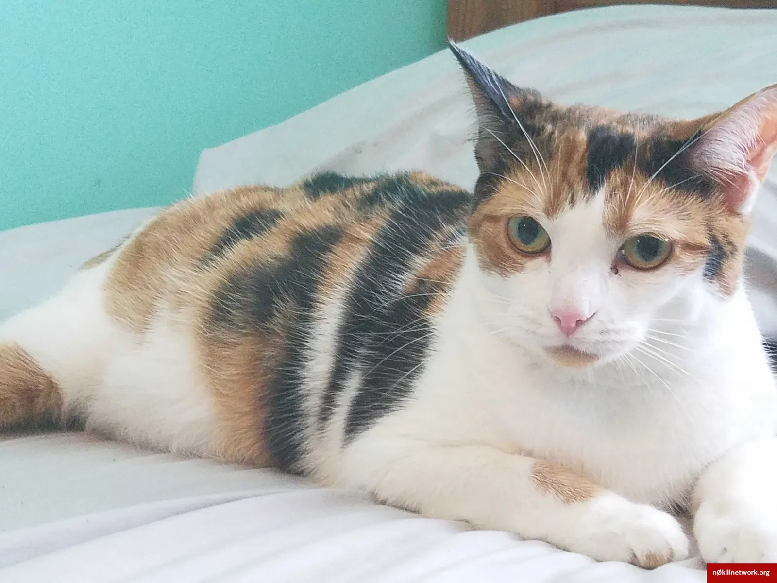 Lost cat in Grove City, OH, 43123