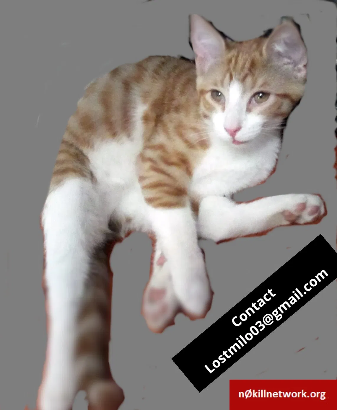 Lost cat in Dearborn, MI, 48120
