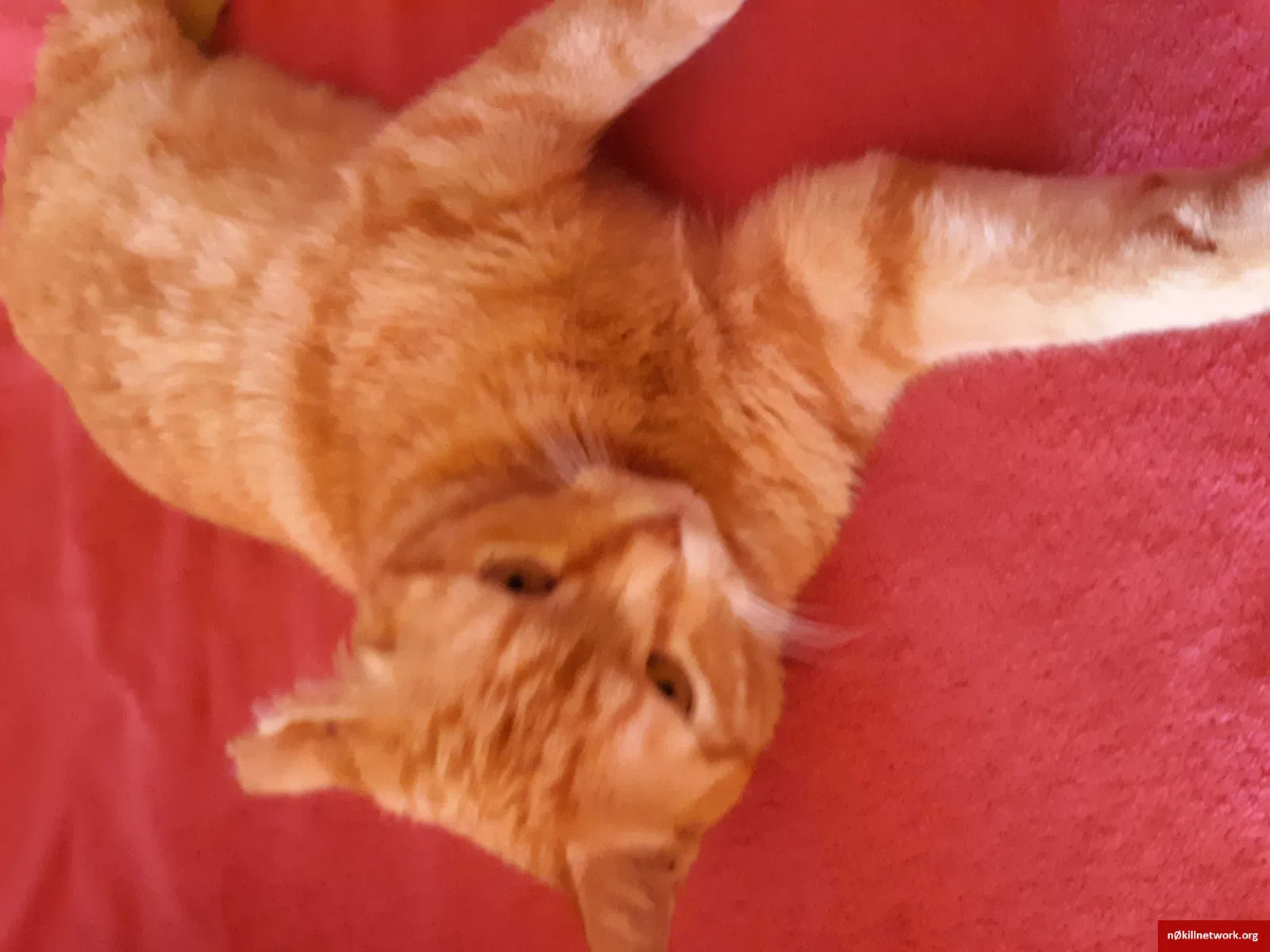 Lost cat in Greeley, CO, 80631