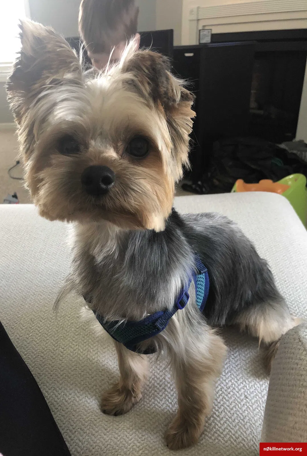 Lost dog in Midway Park, NC, 28544