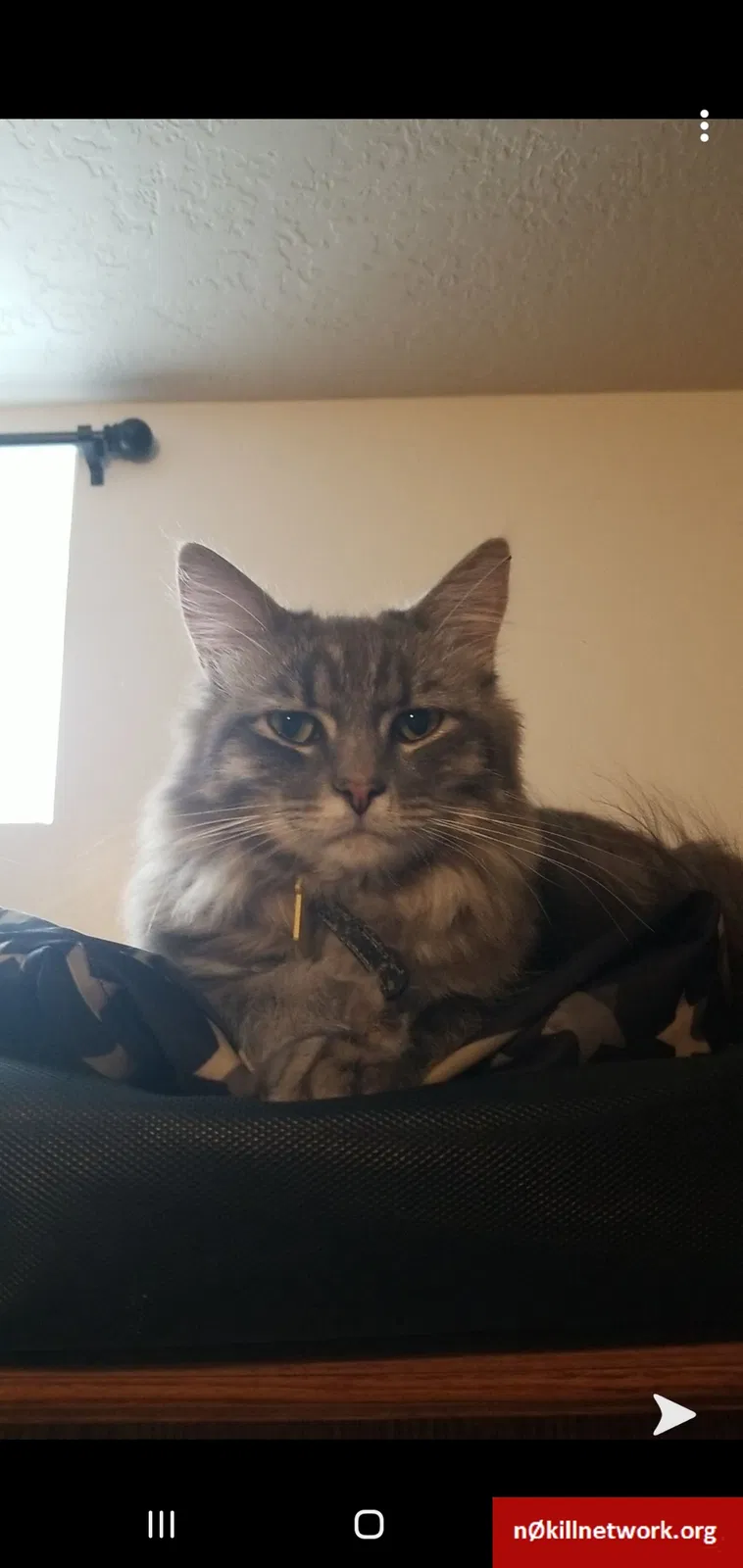 Lost cat in Idaho Falls, ID, 83404