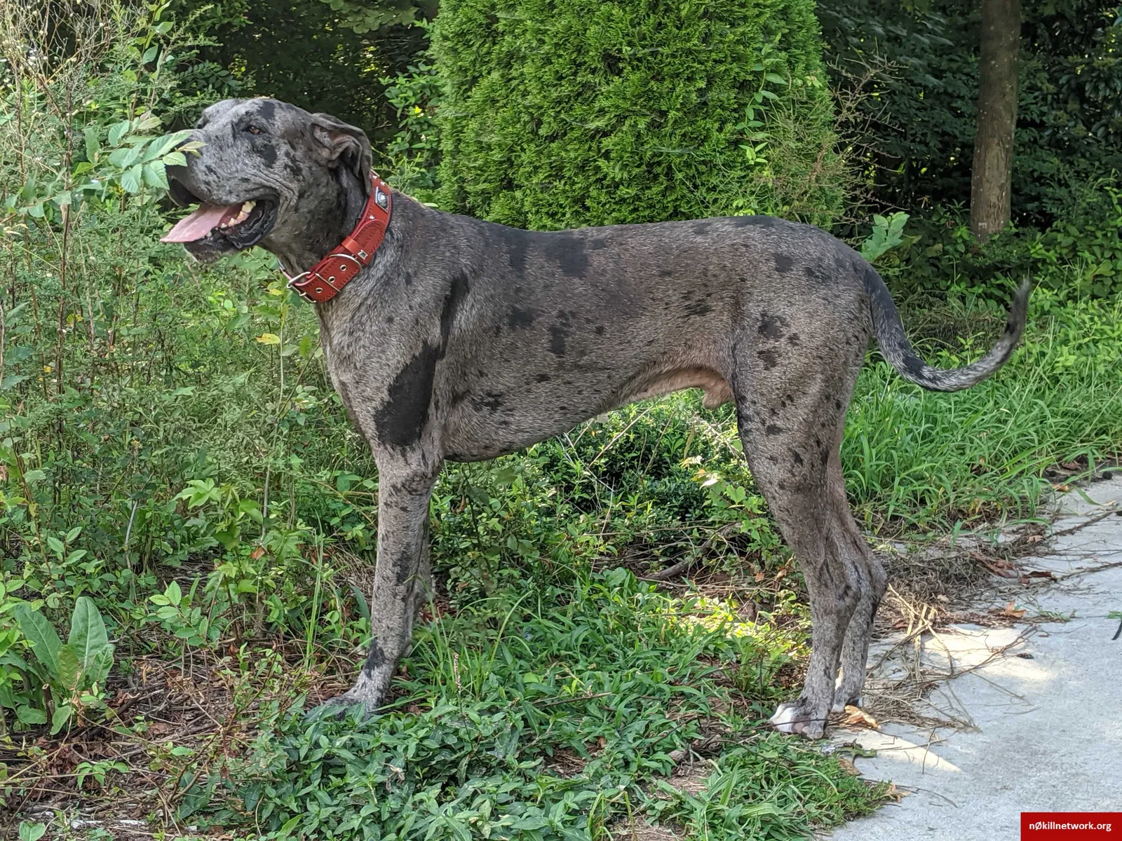 Lost dog in Greensboro, NC, 27405