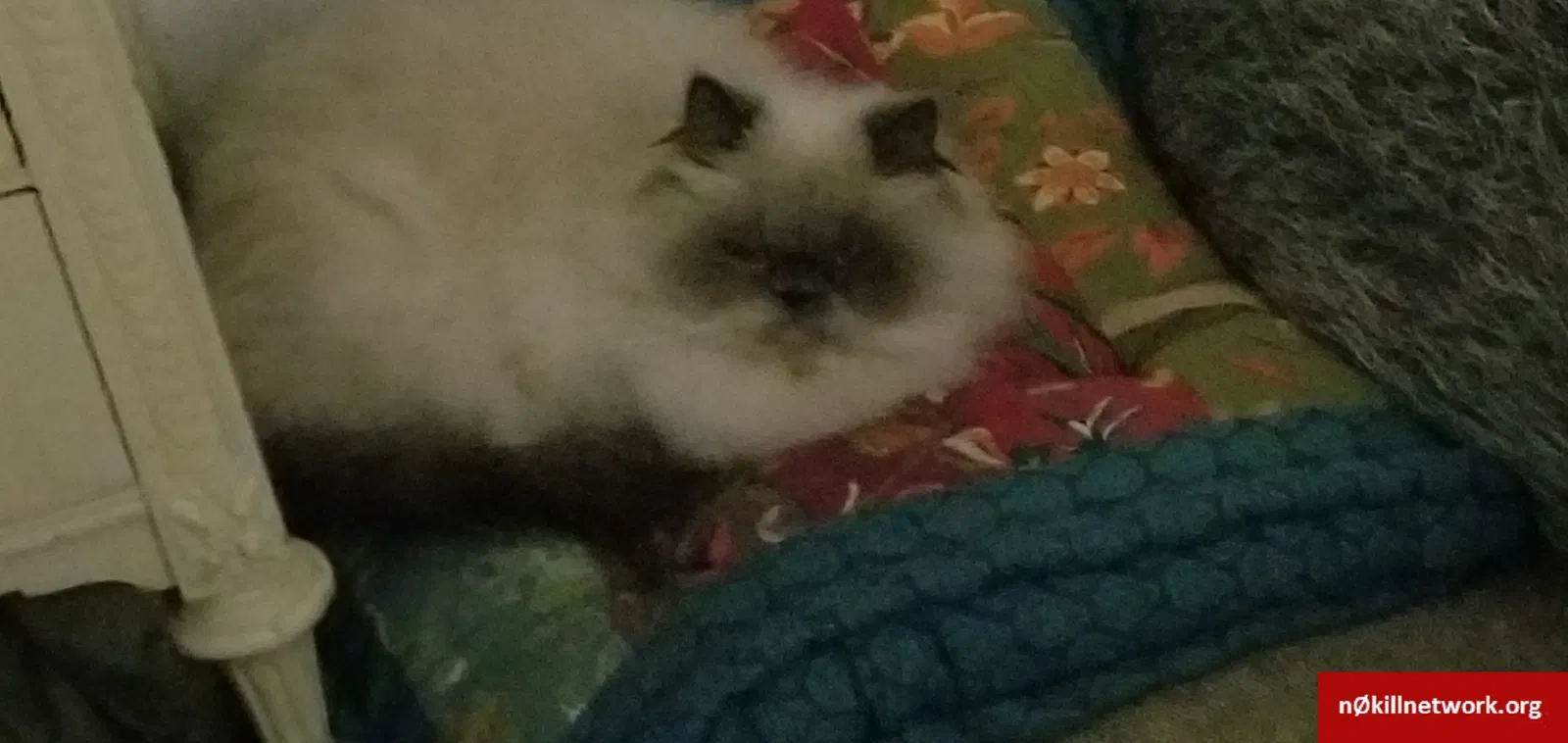Lost cat in Antioch, CA, 94509