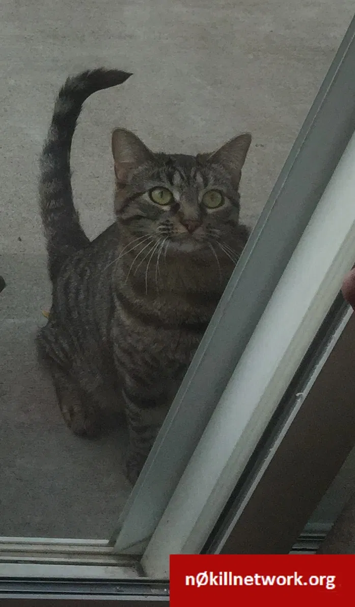 Lost cat in Woods Cross, UT, 84087