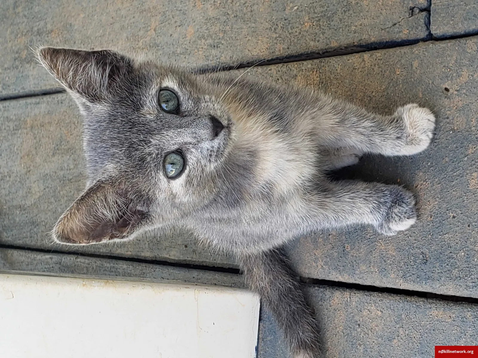 Lost cat in Winston Salem, NC, 27104