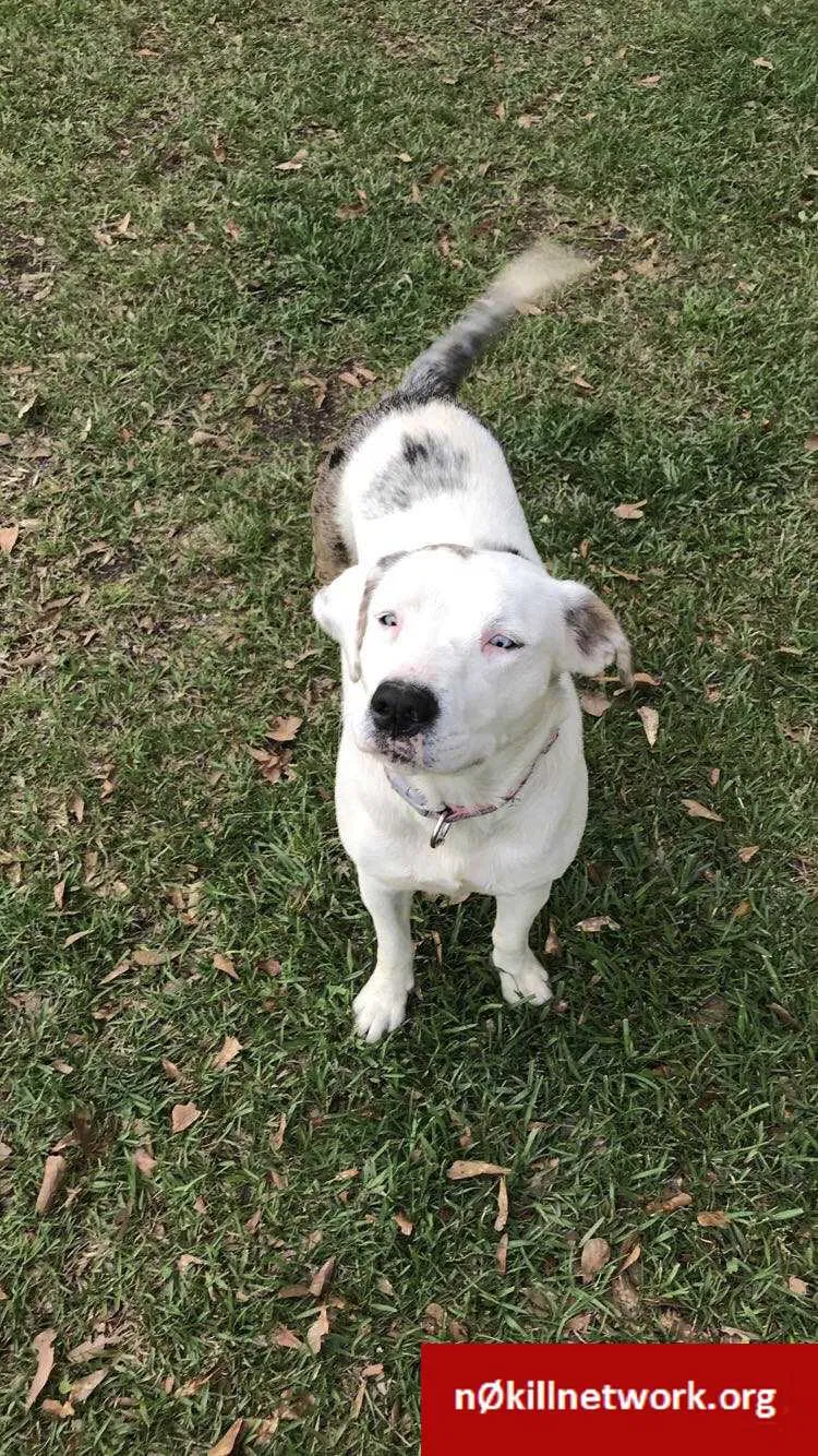 Lost dog in Hammond, LA, 70403