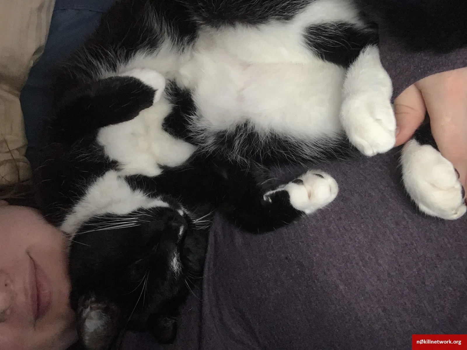 Found cat in Sterling, VA, 20165
