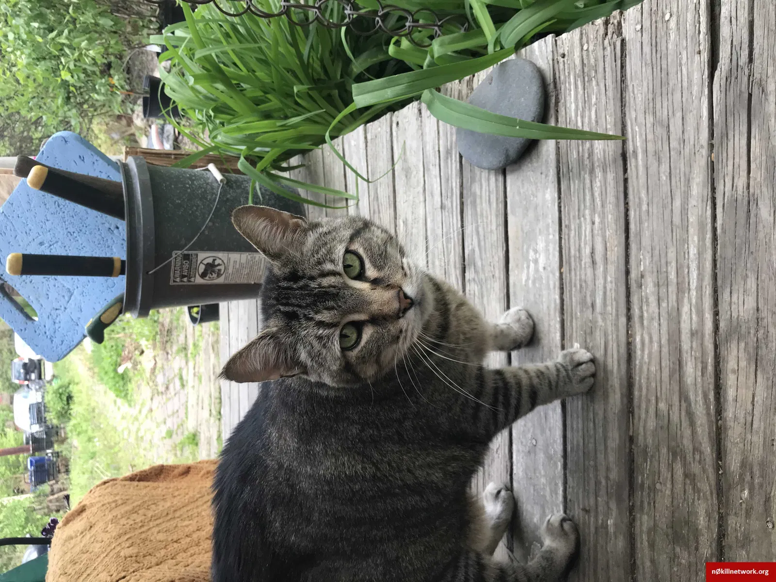 Lost cat in Columbus, OH, 43202