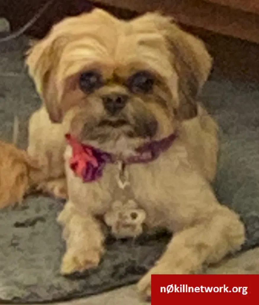 Lost dog in New Orleans, LA, 70131
