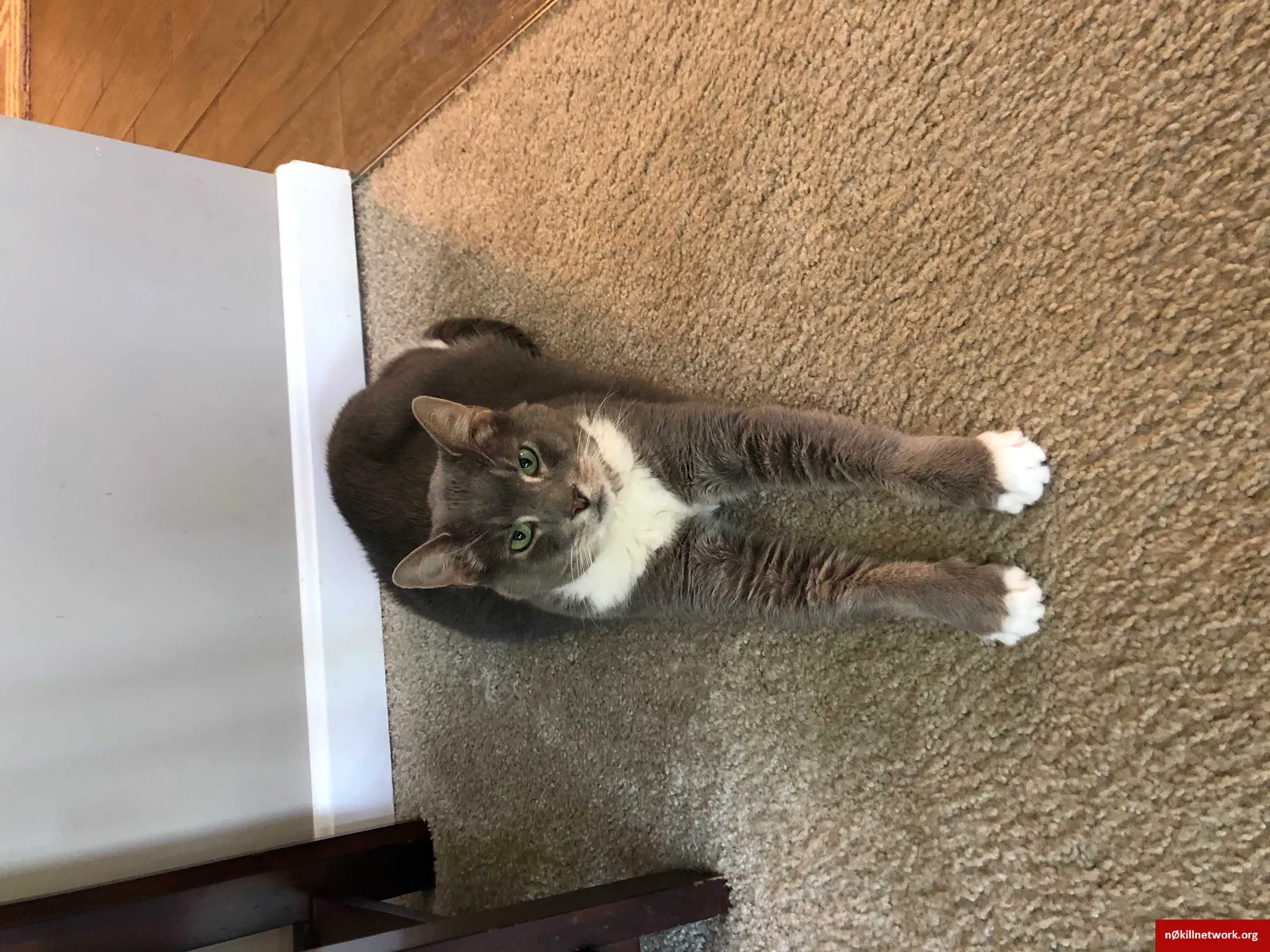 Lost cat in Hilliard, OH, 43026