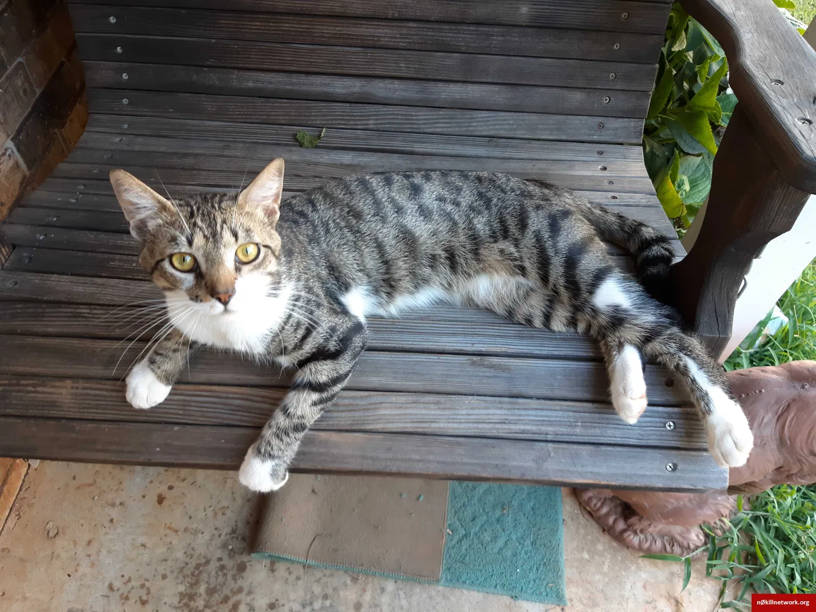 Lost cat in Oakwood, GA, 30566