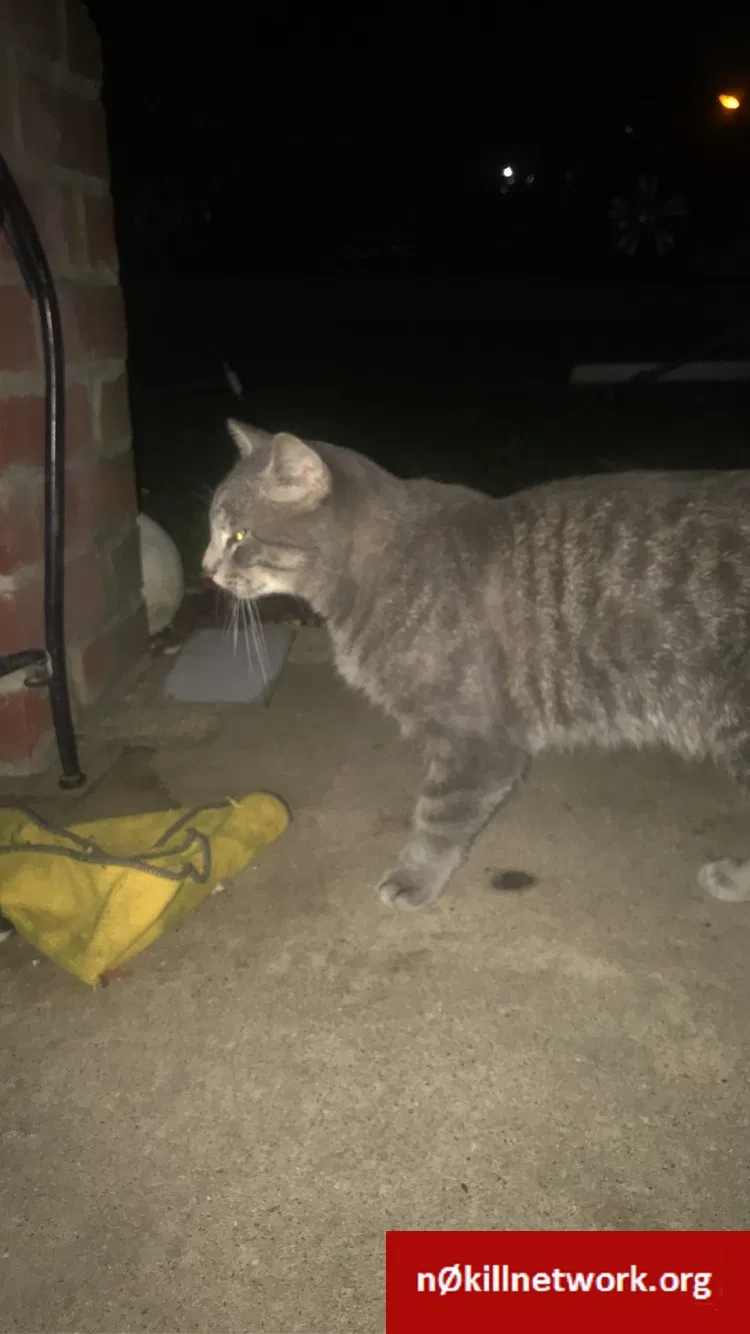 Found cat in Aurora, IL, 60505