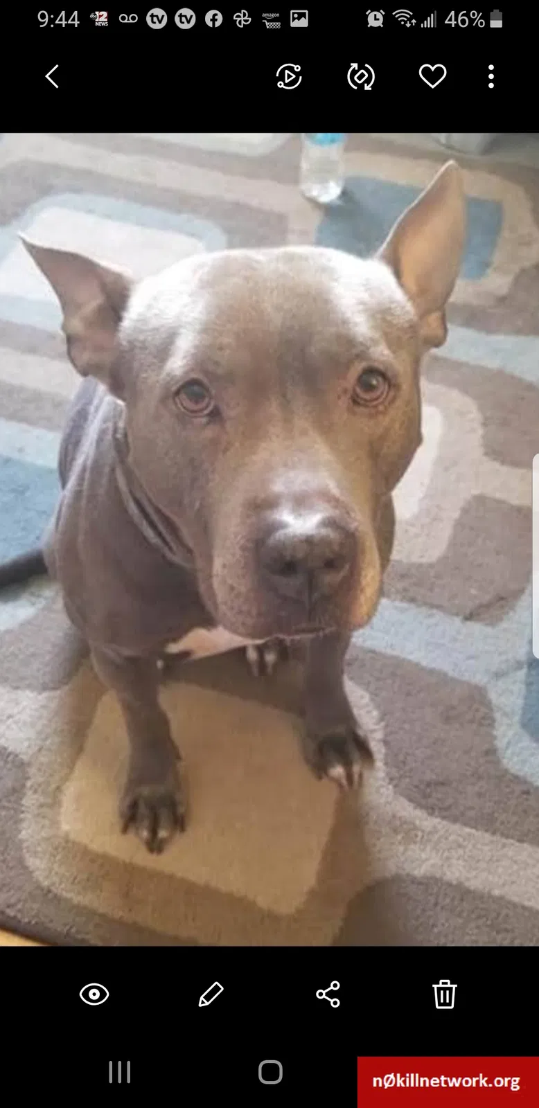 Lost dog in Flint, MI, 48503