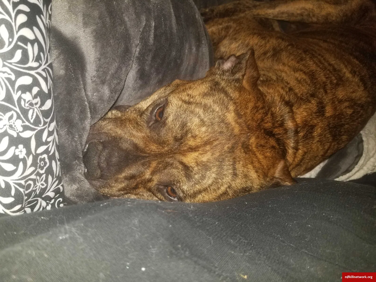 Found dog in Fayetteville, NC, 28303